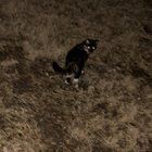 Found Dog in Indianapolis, Indiana — Well, guys… I found another baby that needs a home. More in description.