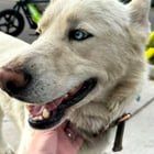 Found Dog in Denver, Colorado — listing photo