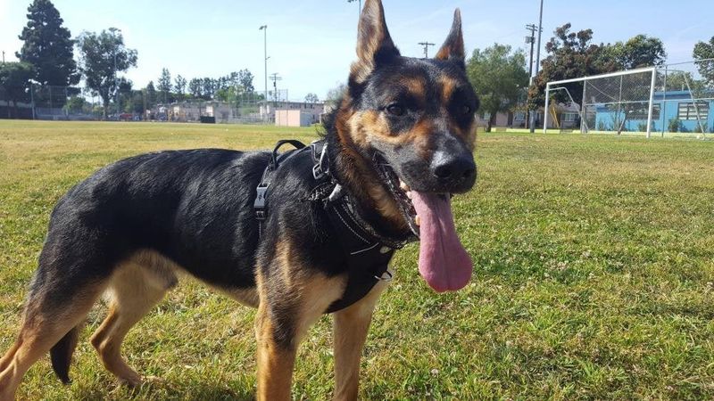 Lost Dog in Los Angeles, California — listing photo
