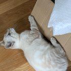 Lost Cat in Seattle, Washington — listing photo