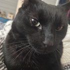 Lost Cat in Albuquerque, New Mexico — listing photo