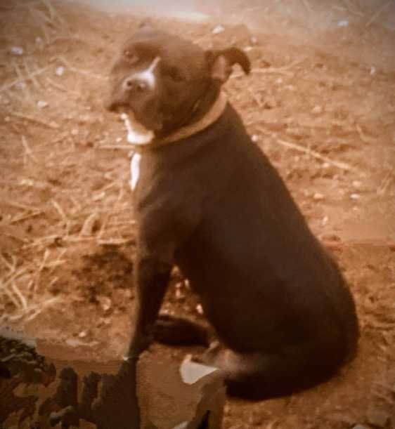 Lost Dog in Irmo — listing photo