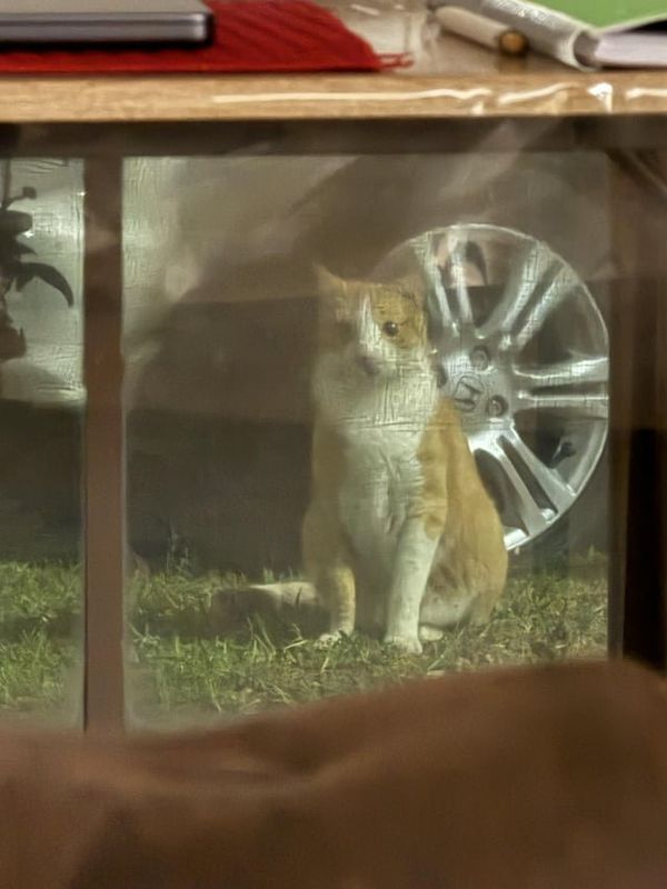 Lost Cat in Austin, Texas — listing photo