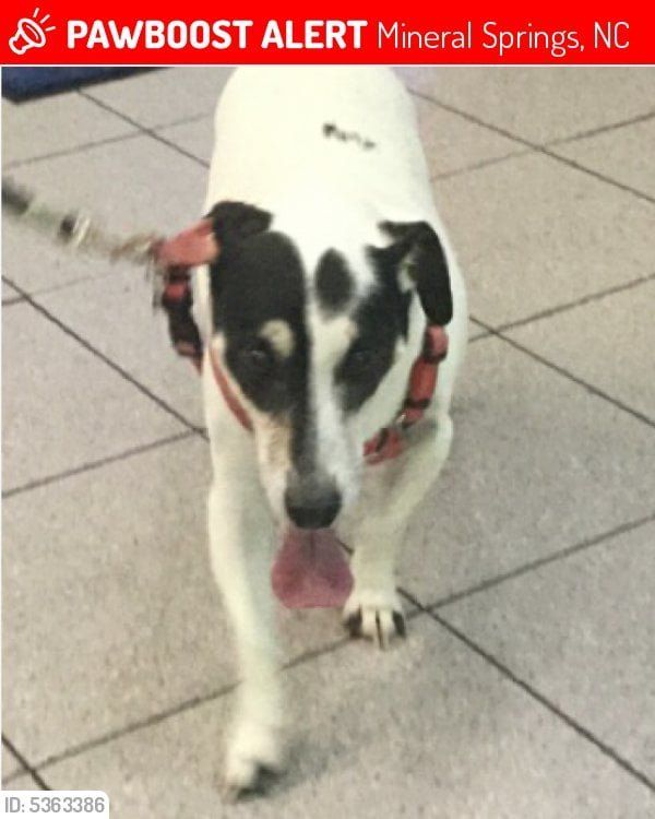 Lost Dog in Charlotte, North Carolina — listing photo