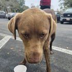 Found Dog in Jacksonville, Florida — listing photo