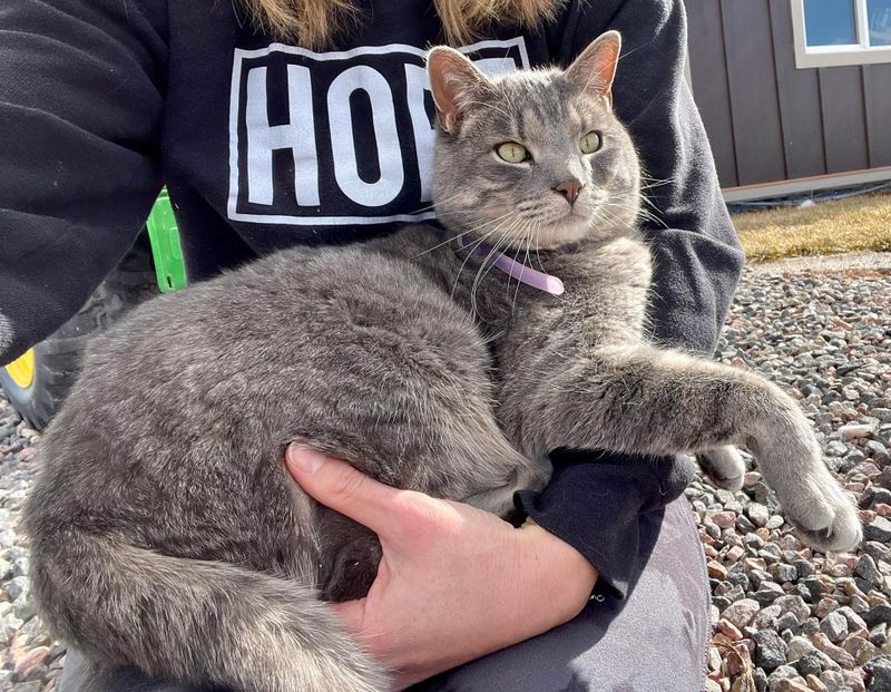Lost Cat in Denver, Colorado — listing photo