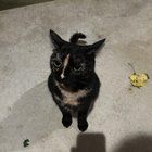 Found Cat in Toledo, Ohio — listing photo