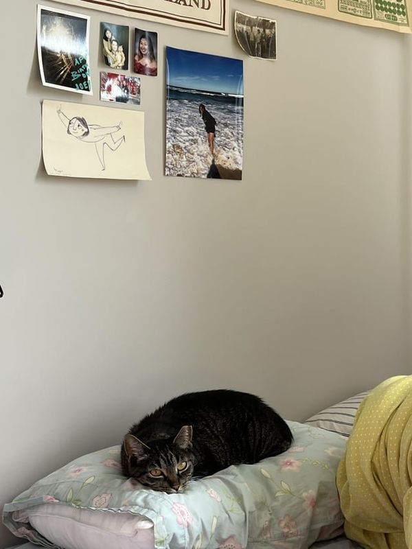 Lost Cat in New York, New York — listing photo