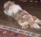 Lost Dog in Indianapolis, Indiana — listing photo
