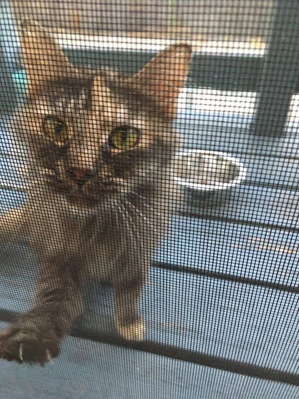 Found Cat in Los Angeles, California — listing photo