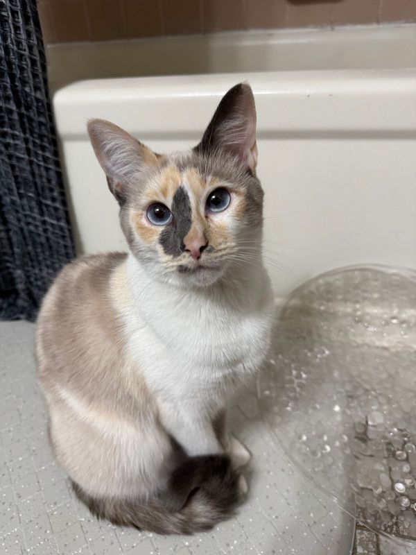 Lost Cat in Philadelphia, Pennsylvania — listing photo