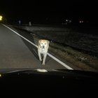 Lost Dog in Charlotte, North Carolina — listing photo