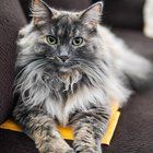 Lost Cat in Detroit, Michigan — listing photo
