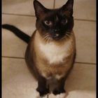 Lost Cat in Hillsboro, Oregon — listing photo