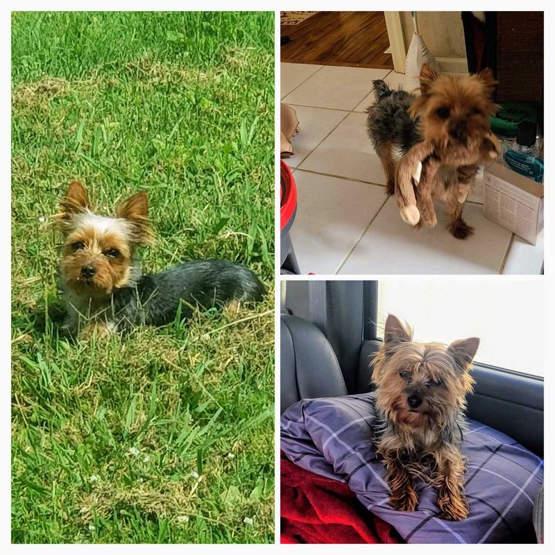 Lost Dog in Knoxville, Tennessee — listing photo
