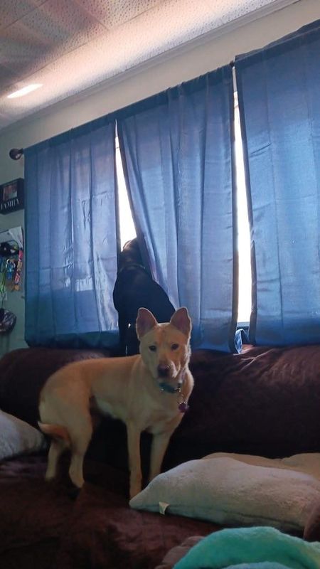 Lost Dog in Bassett — listing photo