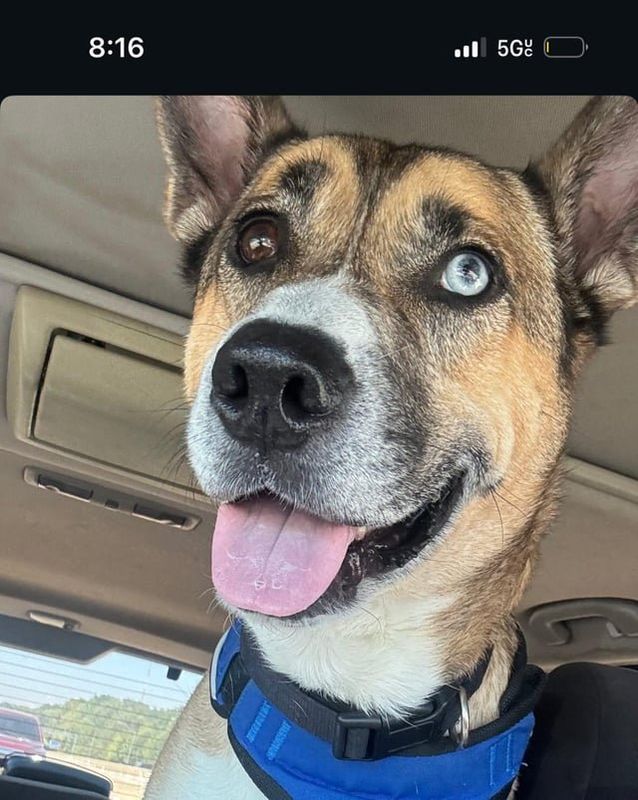 Lost Dog in Memphis, Tennessee — Help me find my dog!!