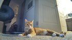 Lost Cat in Charlotte, North Carolina — listing photo