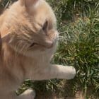 Lost Cat in Normal, Illinois — “LOST CAT” Moving soon and I am looking for neighborhood stray!