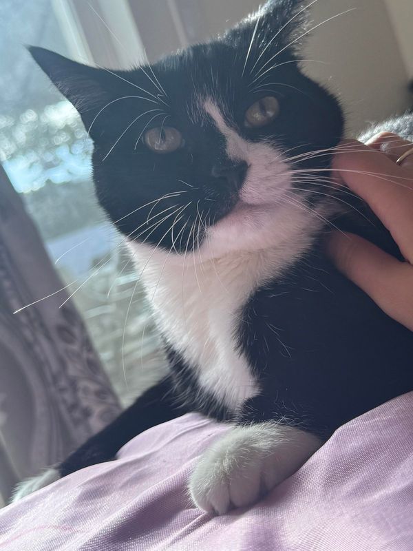 Lost Cat in Miami, Florida — My cat is missing ! Got lost near eureka villas park and 180st NEED HELP