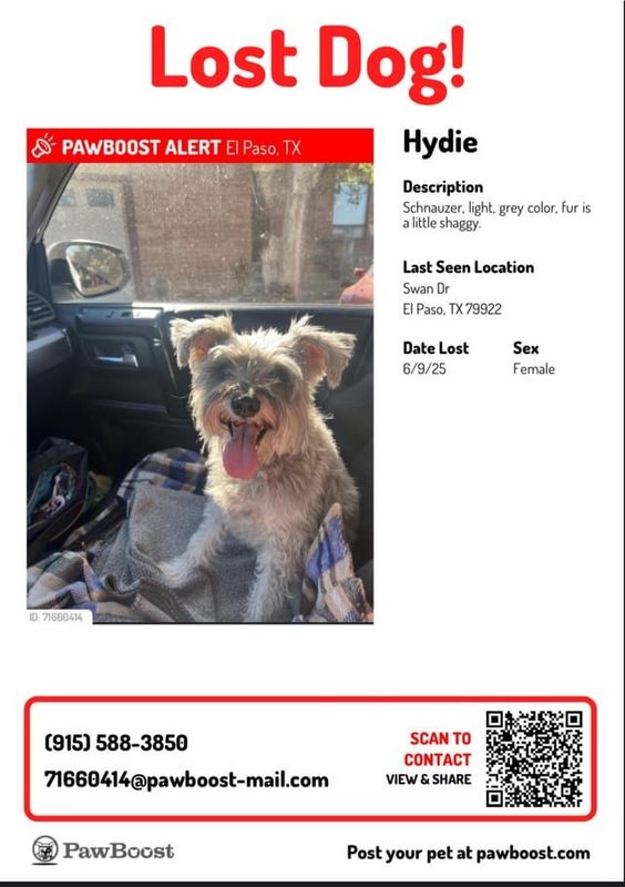 Lost Dog in Bend, Oregon — Please help find Hydie the schnauzer.