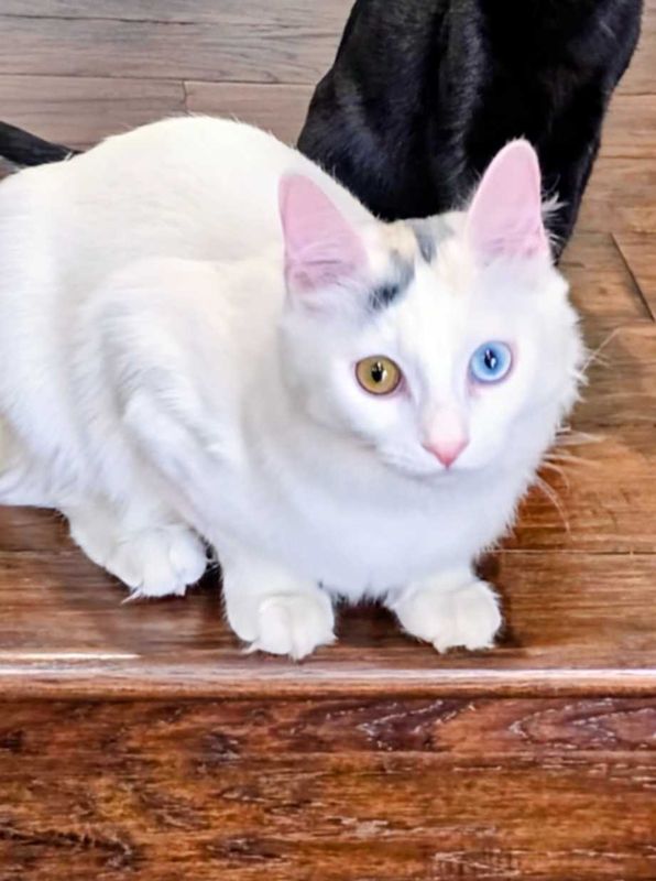 Lost Cat in Riverside, California — listing photo