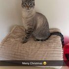 Lost Cat in Columbus, Ohio — Looking to Rehome my Cat