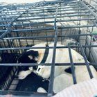 Found Dog in San Jose, California — listing photo