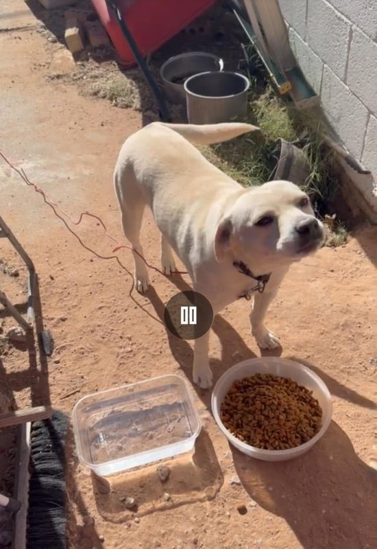 Lost Dog in El Paso, Texas — Helping Friend Rehome Late Father's Dog