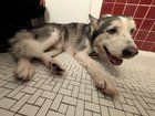 Found Dog in Detroit, Michigan — listing photo