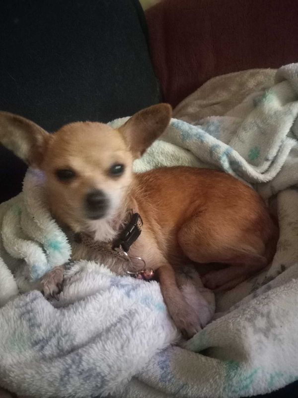 Lost Dog in Jacksonville, North Carolina — listing photo