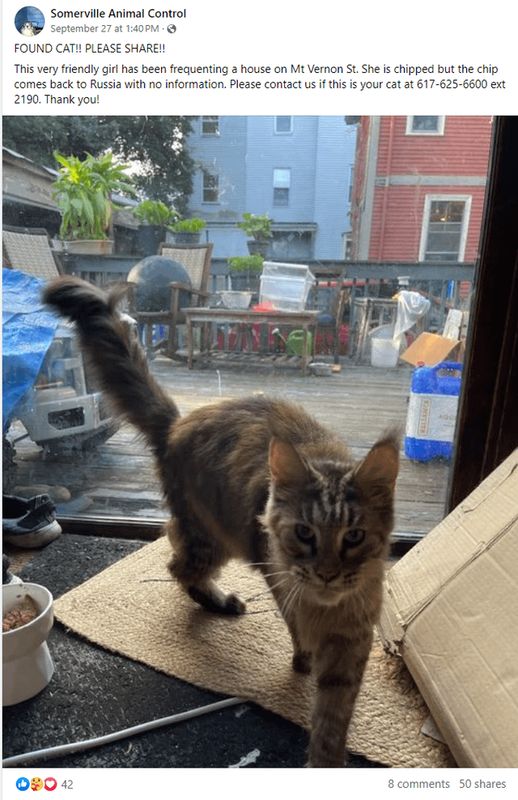 Found Cat in Boston, Massachusetts — listing photo
