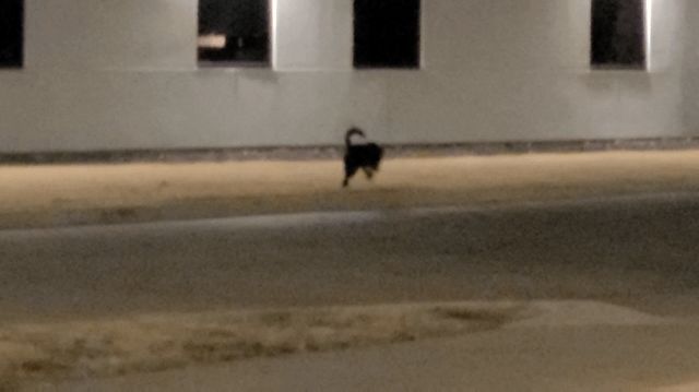 Lost Dog in Wichita, Kansas — Black German Shepherd running on 2nd and Seneca st, delano