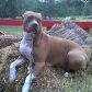 Lost Dog in Colorado Springs, Colorado — listing photo