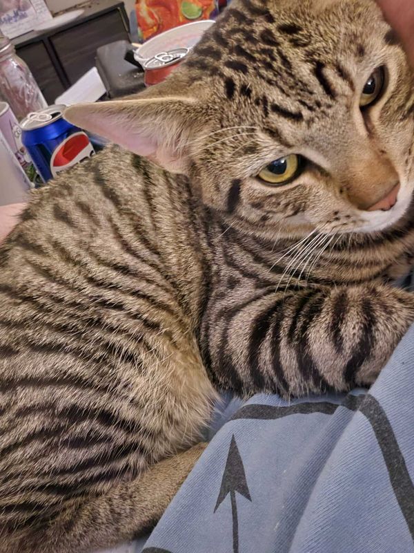 Lost Cat in Struthers — listing photo
