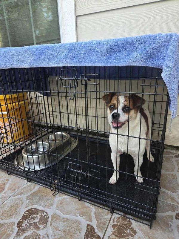 Found Dog in Cypress, California — listing photo