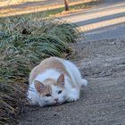 Lost Cat in Charlotte, North Carolina — listing photo