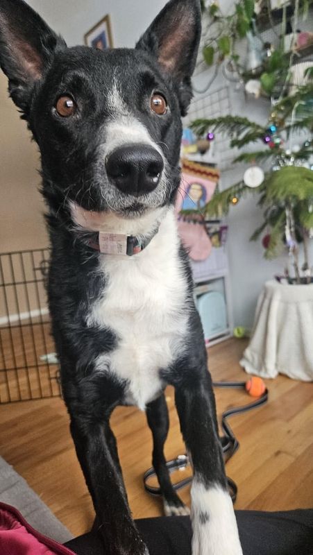 Lost Dog in Ann Arbor, Michigan — Fostering border collies in SE Michigan