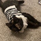 Found Cat in Memphis, Tennessee — Valen 😭🫶🏾