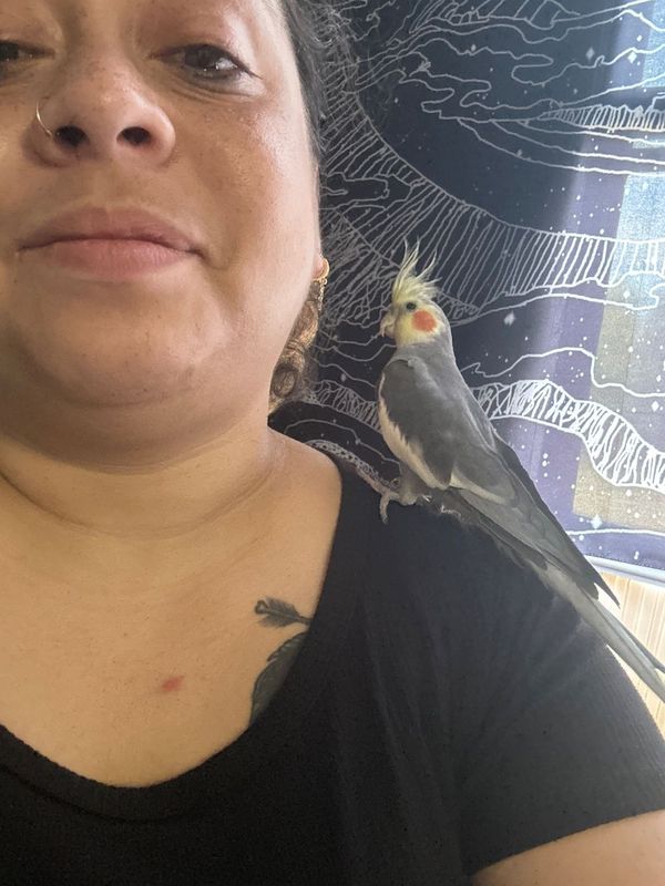 Lost Pet in Arlington, Texas — listing photo