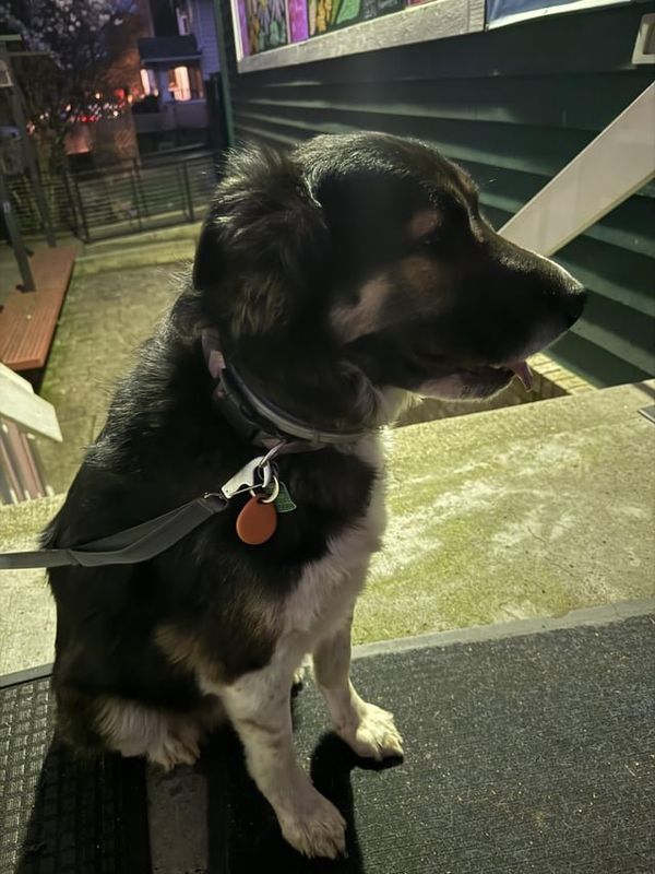 Found Dog in Portland, Oregon — listing photo