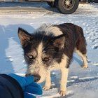 Lost Dog in K — listing photo