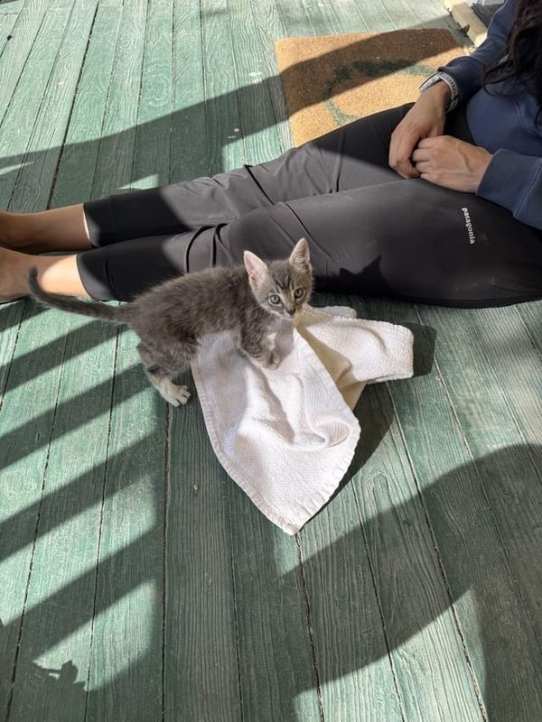 Found Dog in San Antonio, Texas — What do I do with this kitten?