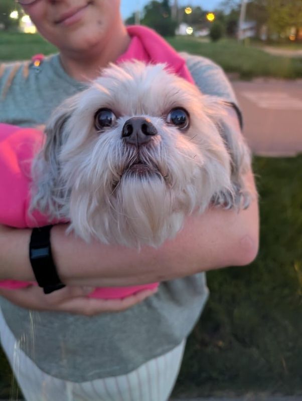 Found Dog in Columbus, Ohio — listing photo
