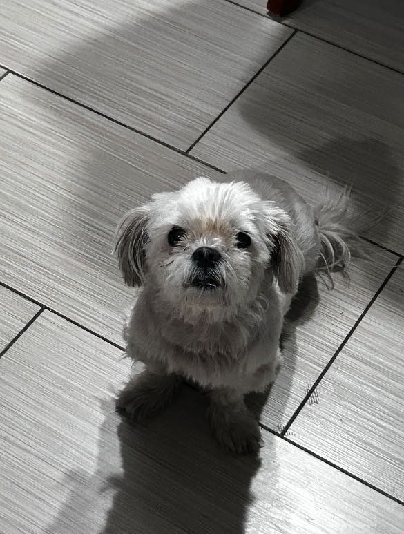 Lost Dog in Surprise, Arizona — listing photo