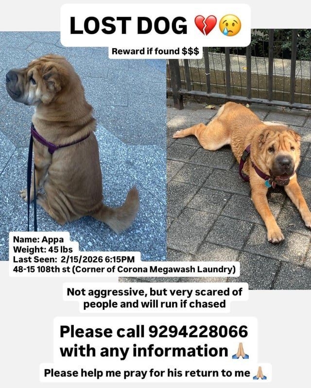Lost Dog in New York, New York — listing photo