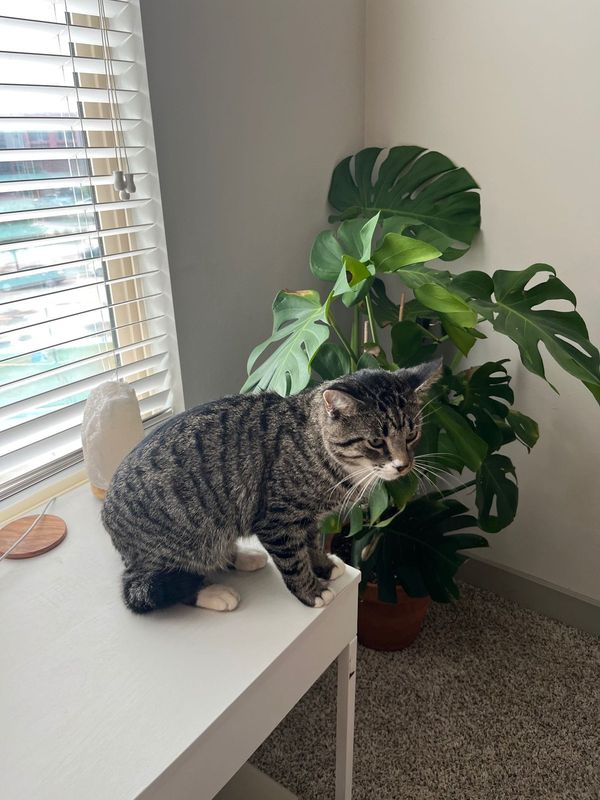 Found Cat in Conroe, Texas — listing photo