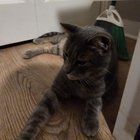Found Cat in Nashville, Tennessee — listing photo