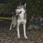 Lost Dog in Reno, Nevada — listing photo
