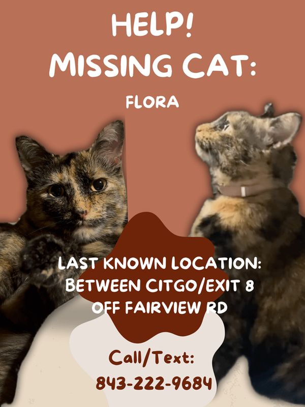 Lost Cat in Asheville, North Carolina — Please help me in finding my cat Flora!